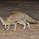 Illustration for article titled Wednesday Woof - Vulpes rueppellii Edition